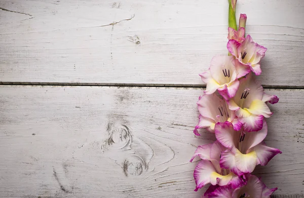 Gladiolus Blommor Rustik Yta Trä — Stockfoto
