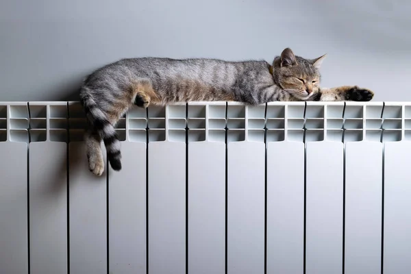 Un gatto tigre che si rilassa su un radiatore caldo — Foto Stock