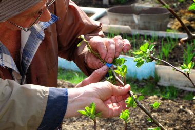 Bir kişi profesyonel genç bir bitkinin kalitesini artırmak için meyve ağaçlarının aşılama gerçekleştirir. Ön planda - karmaşık manipülasyonlar yapmak için yardımcı olan bir kişinin eli.