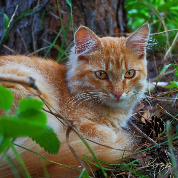 Ginger Wild Cat Familiar Forest Environment — Stock Photo, Image