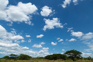 Alanında Büyük ağaç üzerinde kabarık beyaz bulutlar ile güzel mavi gökyüzü. Peyzaj, Arka Plan ve Doğa kavramı. 