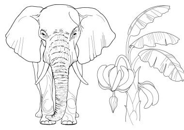 Sanat terapisi için boyama. Asya 'nın hayvanları ve çiçekleri. Renkli sayfalarla dolu bir dünya turu ile rahatlatıcı ve eğitici bir yolculuk.