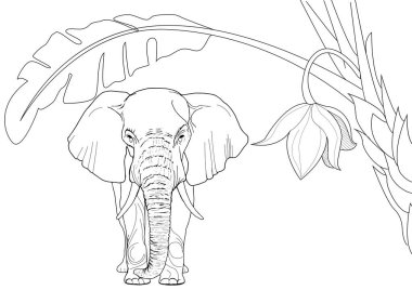 Sanat terapisi için boyama. Asya 'nın hayvanları ve çiçekleri. Renkli sayfalarla dolu bir dünya turu ile rahatlatıcı ve eğitici bir yolculuk.