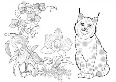 Sanat terapisi için boyama. Hayvan vaşağı ve Kuzey Amerika 'nın çiçekleri. Renkli sayfalarla dolu bir dünya turu ile rahatlatıcı ve eğitici bir yolculuk.