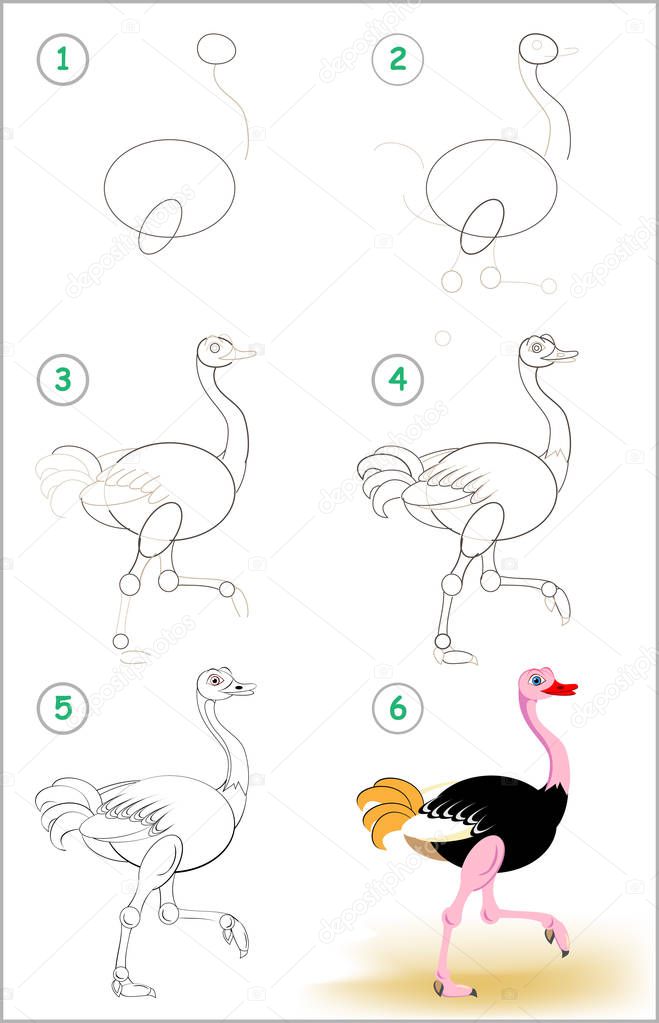 Page shows how to learn step by step to draw a cute ostrich. Developing children skills for drawing and coloring. Vector image.