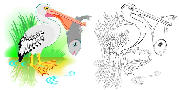 彩色和黑白图案着色 可爱的鹈鹕在钓鱼 儿童和成人工作表 矢量图像 — 图库矢量图片