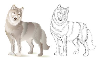 Renkli ve siyah-beyaz desen boyama. Çizim şirin kurt. Çocuklar ve yetişkinler için çalışma sayfası. Vektör görüntü.