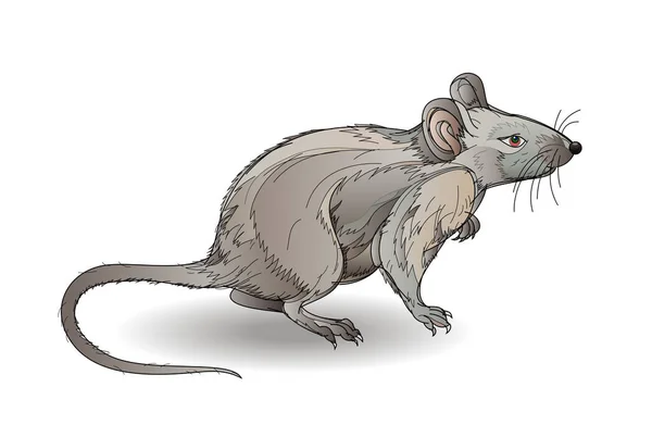 Illustration Fantastique Petit Rat Gris Sur Fond Blanc Image Vectorielle — Image vectorielle