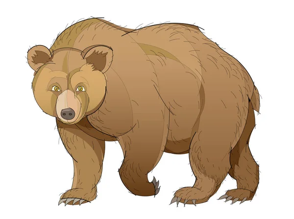 Ilustracja Słodkie Niedźwiedź Brunatny Białym Tle Ręcznie Rysowane Wektorowa — Wektor stockowy