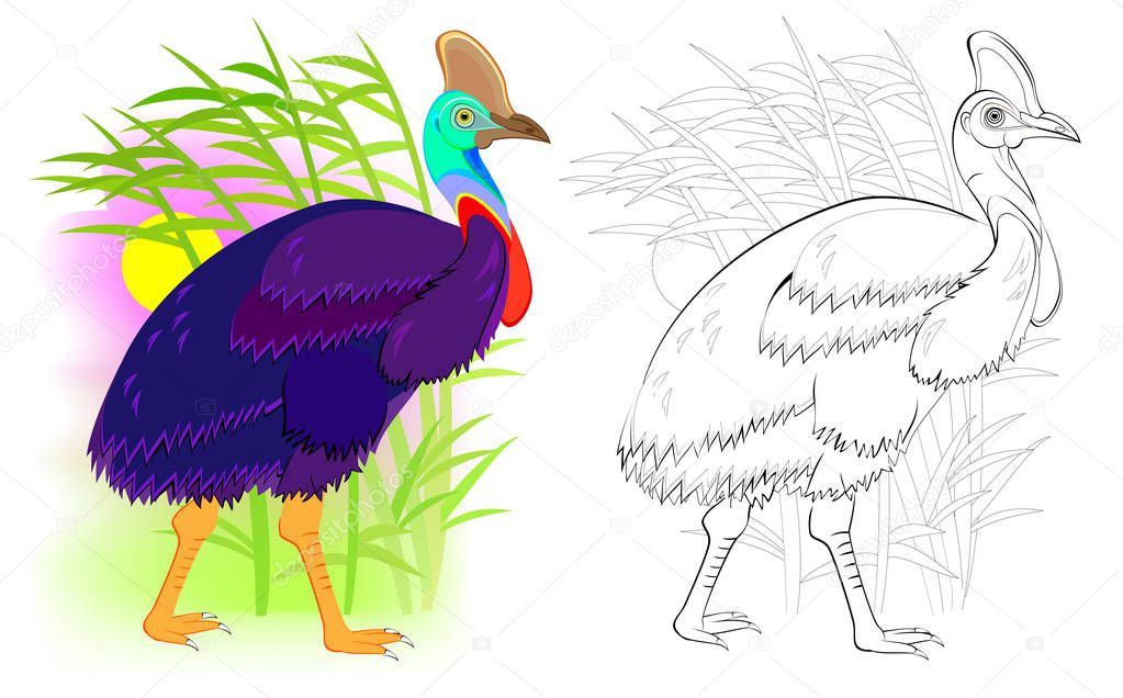 Fantasy illustration of cute cassowary. Colorful and black and white page for coloring book. Worksheet for children and adults. Vector cartoon image.