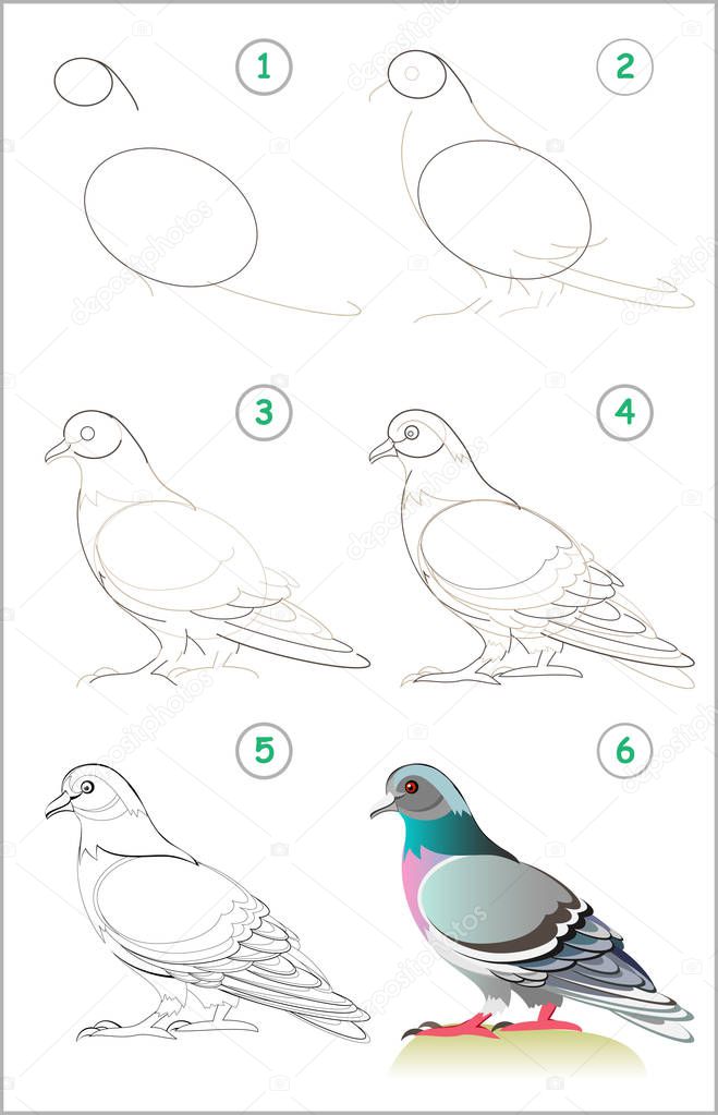 Page shows how to learn step by step to draw a cute pigeon. Developing children skills for drawing and coloring. Back to school. Vector cartoon image.