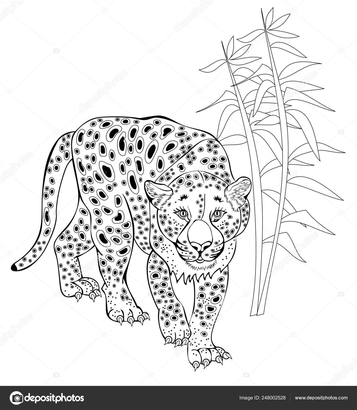Stylized Leopard Jungle Black White Page Coloring Book Hand Drawn