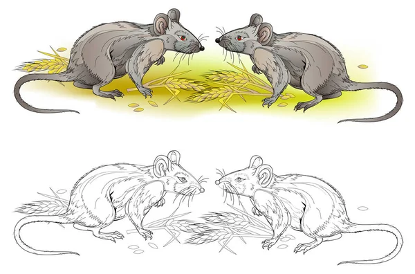 Ilustracja Kilka Głodny Szczurów Kolorowe Czarno Białe Strona Dla Kolorowanka — Wektor stockowy