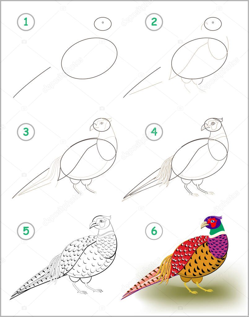 Educational page for kids shows how to learn step by step to draw a pheasant with bright feathering. Back to school. Developing children skills for drawing and coloring. Vector cartoon image.