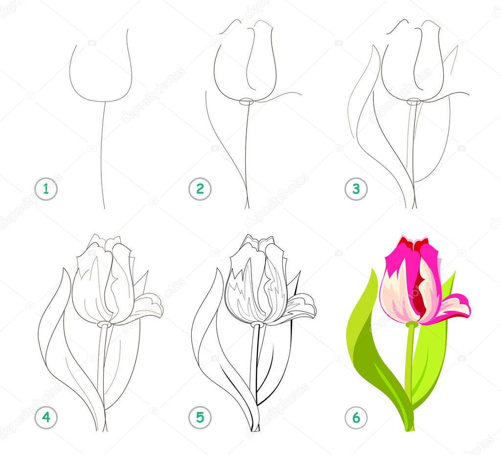 Page shows how to learn step by step to draw beautiful flower tulip. Developing children skills for drawing and coloring. Printable worksheet for kids. Vector cartoon image.