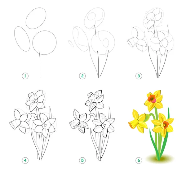 Nasıl Adım Güzel Çiçek Narcissus Soğanlı Avrasya Bitki Adım Çizmek — Stok Vektör