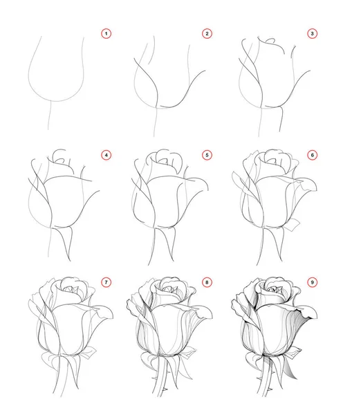 Comment Dessiner Étape Sage Beau Bourgeon Fleur Rose Création Étape — Image vectorielle