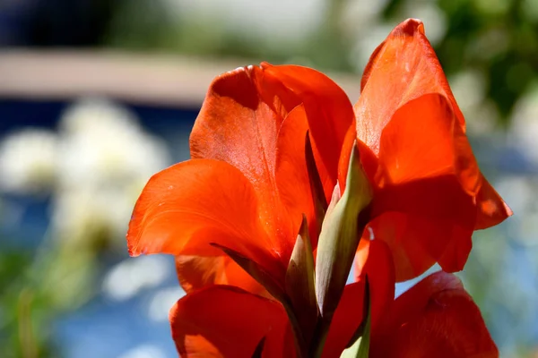 Culture Gladiole Jardin — Photo