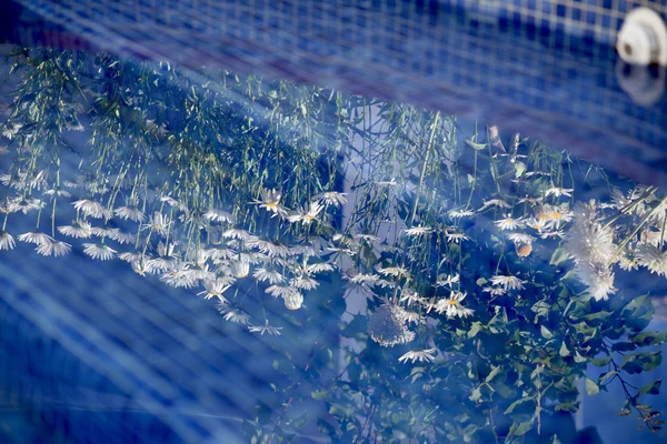 Reflecties Van Madeliefjes Het Water Van Een Zwembad — Stockfoto