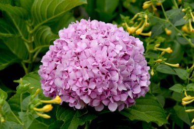 yaz günü biten, muhteşem açık ortanca