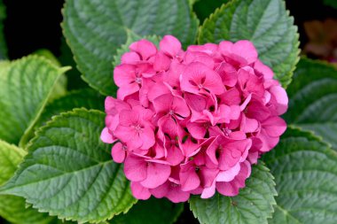 yaz günü biten, muhteşem açık ortanca