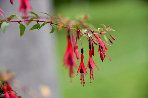 Živé Květiny Fuchsie Venku — Stock fotografie