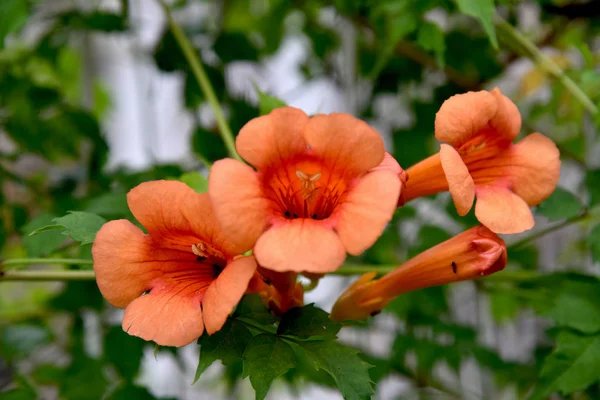 Fiori Bignonia Arancione Giardino — Foto Stock