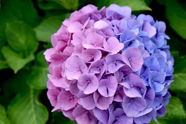 splendid outdoor hydrangea at ending summer day