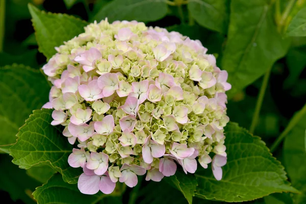 Splendid Utomhus Hortensia Slutar Sommardag — Stockfoto