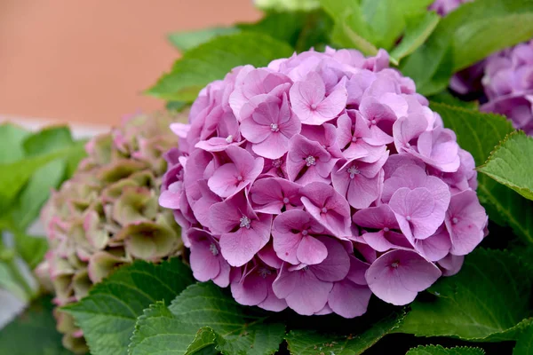 Splendid Utomhus Hortensia Slutar Sommardag — Stockfoto