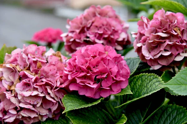 Splendid Utomhus Hortensia Slutar Sommardag — Stockfoto