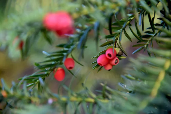 outdoor blooming yew at ending summer