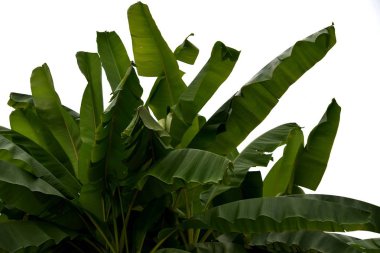 Yeşil yapraklı muz ağacı