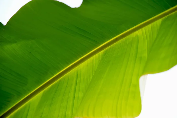 Árbol Plátano Hoja Verde — Foto de Stock