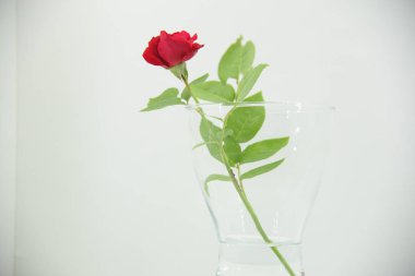 yüksek anahtar içinde kırmızı gül desenli vazo