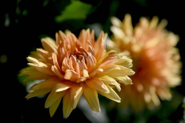 dark Garden gerçekçi dahlia