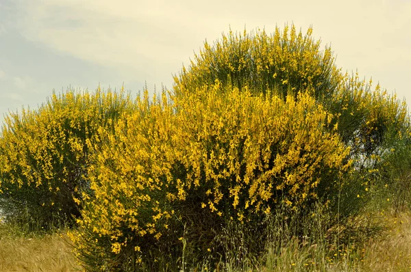 Broom Bushes Yellow Flowers — Stock Photo, Image