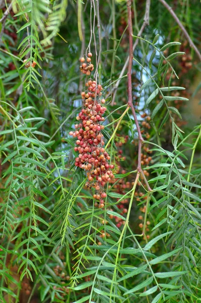 Peruvian pepper with ripe fruits