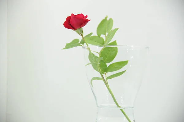Ваза Красной Розой Высоком Ключе — стоковое фото