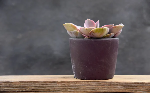 Succulent Small Grey Pot — Stock Photo, Image