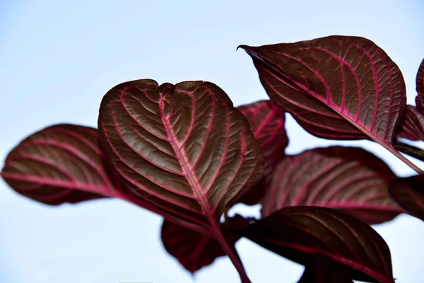 Világos Háttér Piros Coleus — Stock Fotó