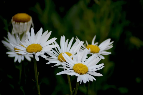 Gänseblümchen Garten Bei Sonnenuntergang — Stockfoto