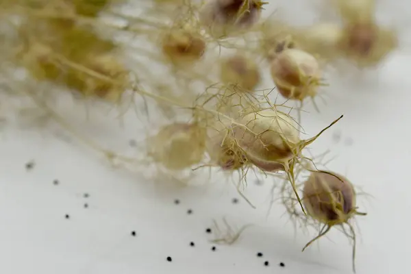Зрелые Пестики Семенами — стоковое фото