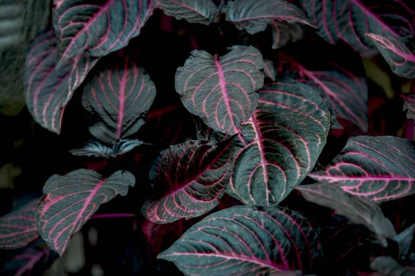 Coleus Rosso Giardino — Foto Stock