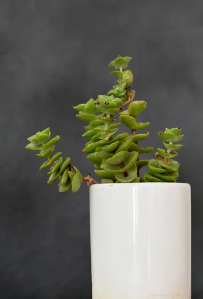 Succulenta Una Pentola Ceramica — Foto Stock