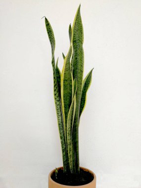 şık ve zarif sanseviera bir pot