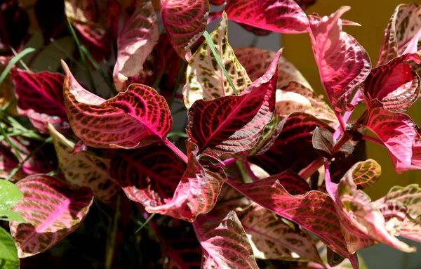 Splendent Κόκκινο Coleus Στο Κήπο Πλήρη Ήλιο — Φωτογραφία Αρχείου