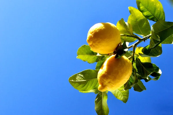 Limones Naturales Rama — Foto de Stock