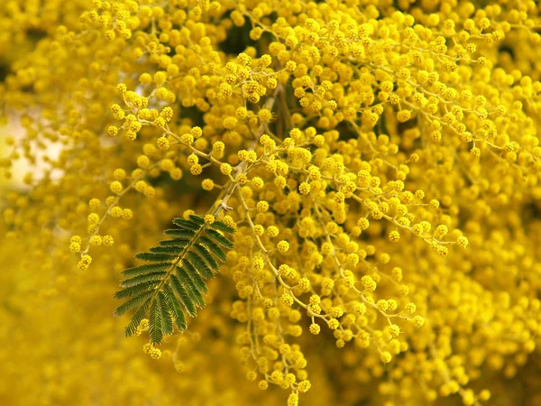 Sárga Csodálatos Mimosa — Stock Fotó