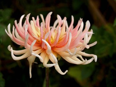 Bahçe içinde güzel hassas dahlia